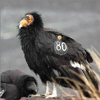 Birds Of Condor - Casquette Baller - LayDay - Birds of Condor