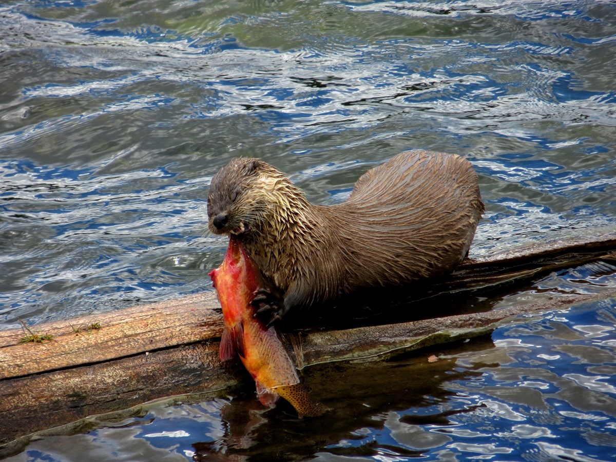 Birds Mammals That Consume Cutthroat Trout In Yellowstone - 