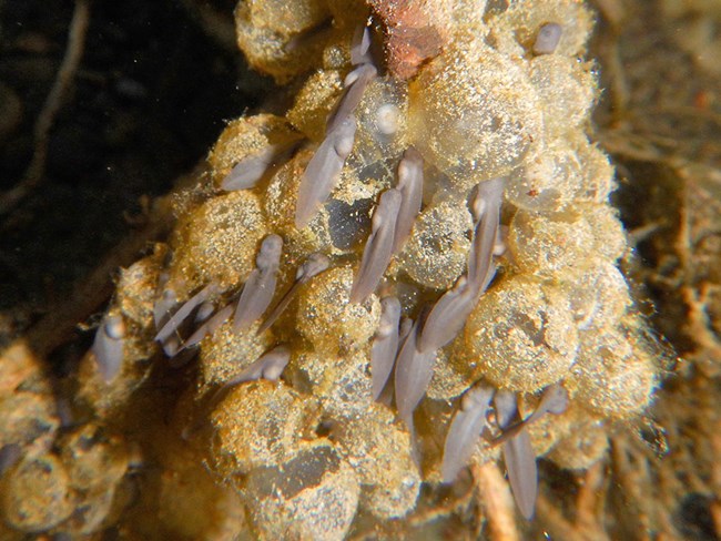 Newly hatched tadpoles feeding on algae and what is left of their egg mass