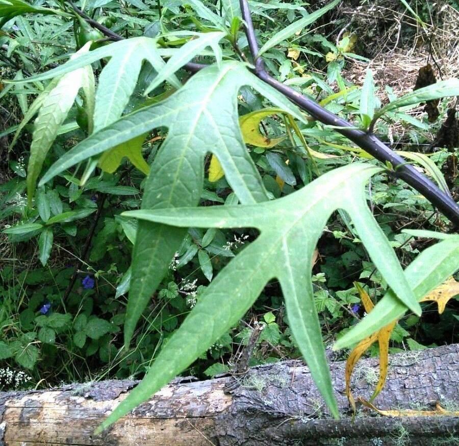 Deeply lobed leaves of poroporo branching off from a dark purplish stem