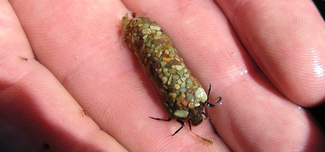 small insect with dark head and forelegs poking out of round, elongated case made of congealed stream pebbles covering its back endsmall aquatic insect with dark head and forelegs emerging from shell made of pebbles