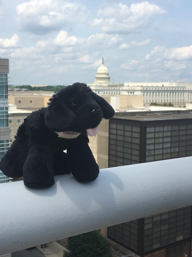 toy dog on roof overlooking the US Capital