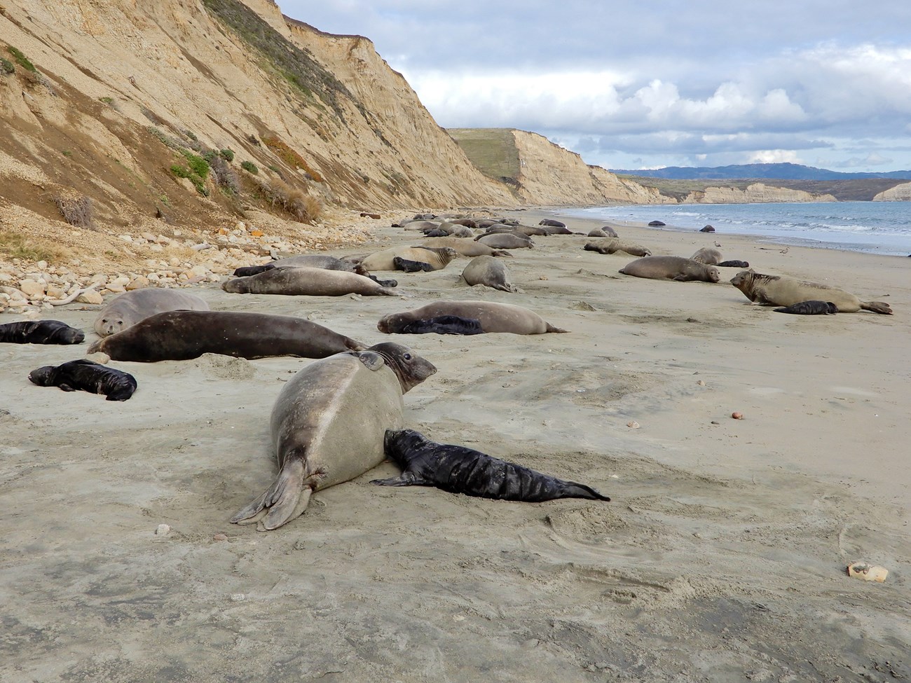 Many female elephant seals with their black pups on a long sandy beach.