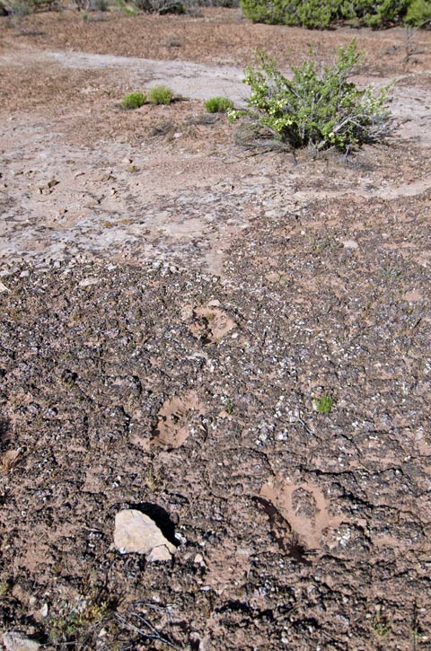 Biological Soil Crust Of Southeast Utah U S National Park Service