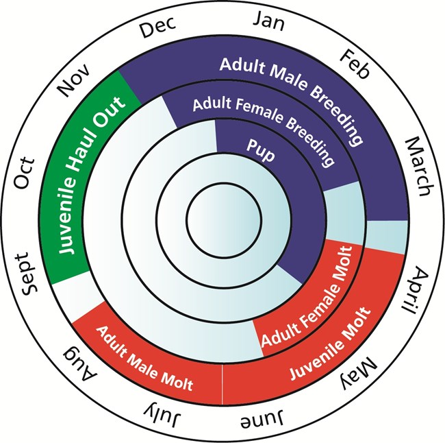 A graphic depicting the seasonal cycles of the northern elephant seal.