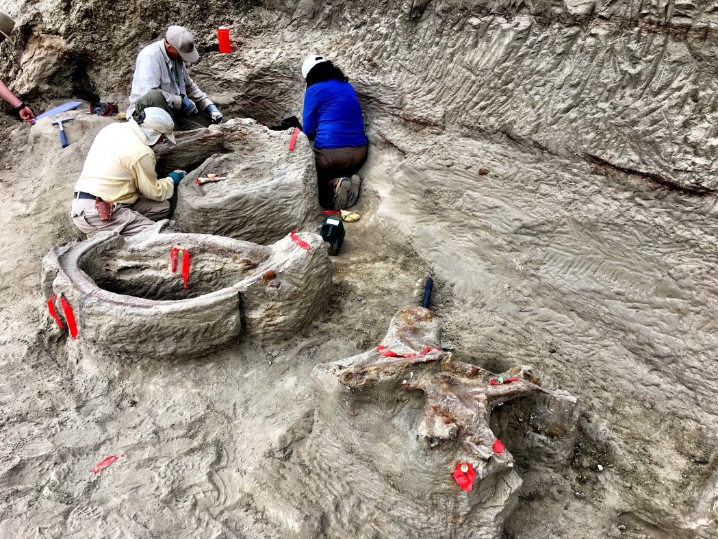 fossil excavation sites