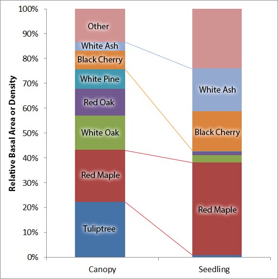 Fort Necessity forest composition Chart showing the relative abundance of tree species in the canopy and seedling layers.
