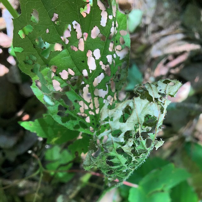 Leaf damage from a viburnum leaf beetle. Closeup of a viburnum leaf full of holes.
