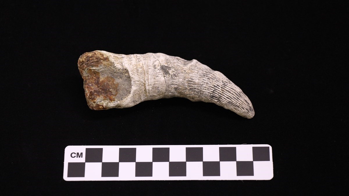 A horn-shaped smallish rock