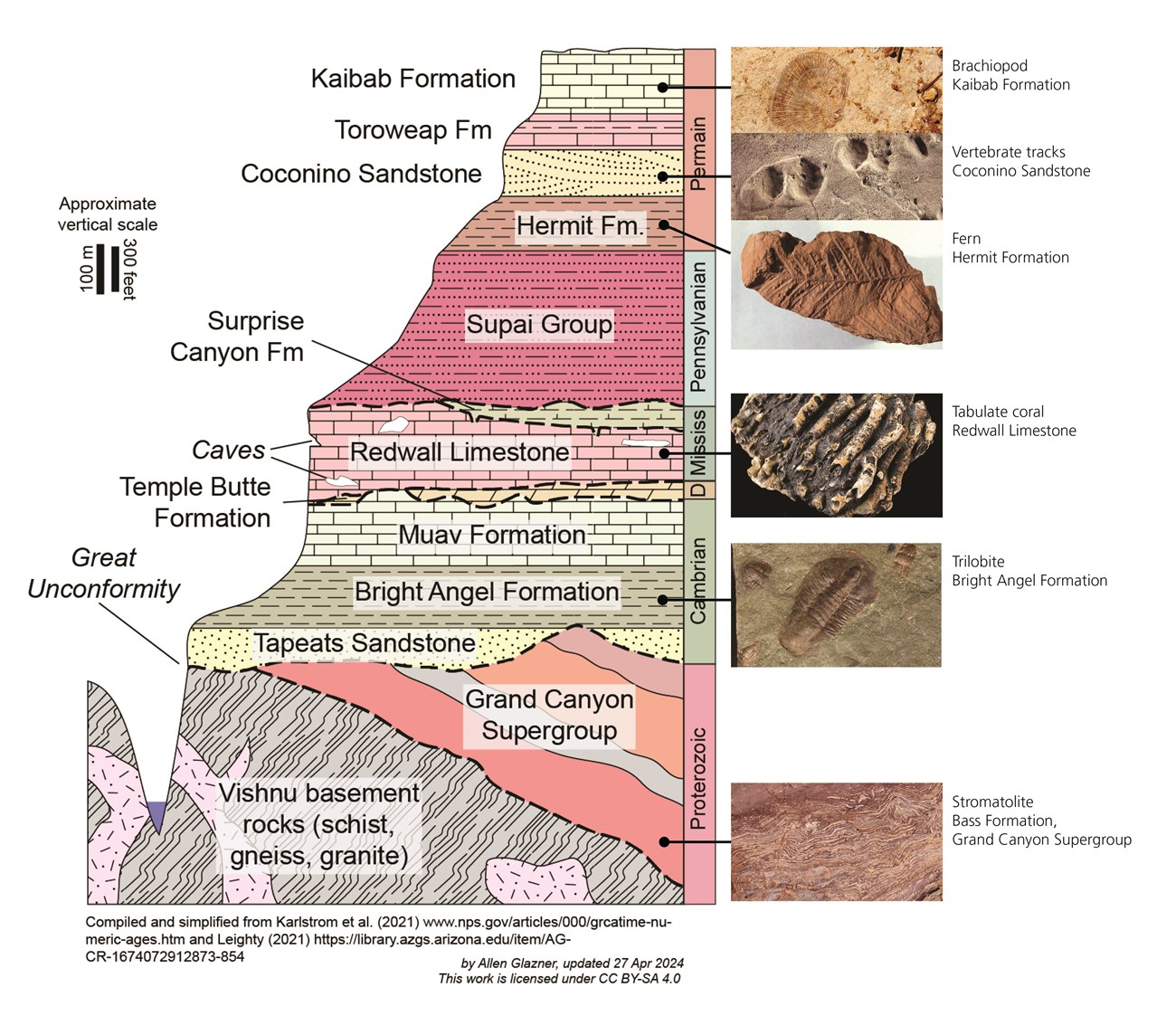 Faunal Succession Grand Canyon Illustration showing geologic layers of the grand canyon and examples of fossils that occur at various levels.
