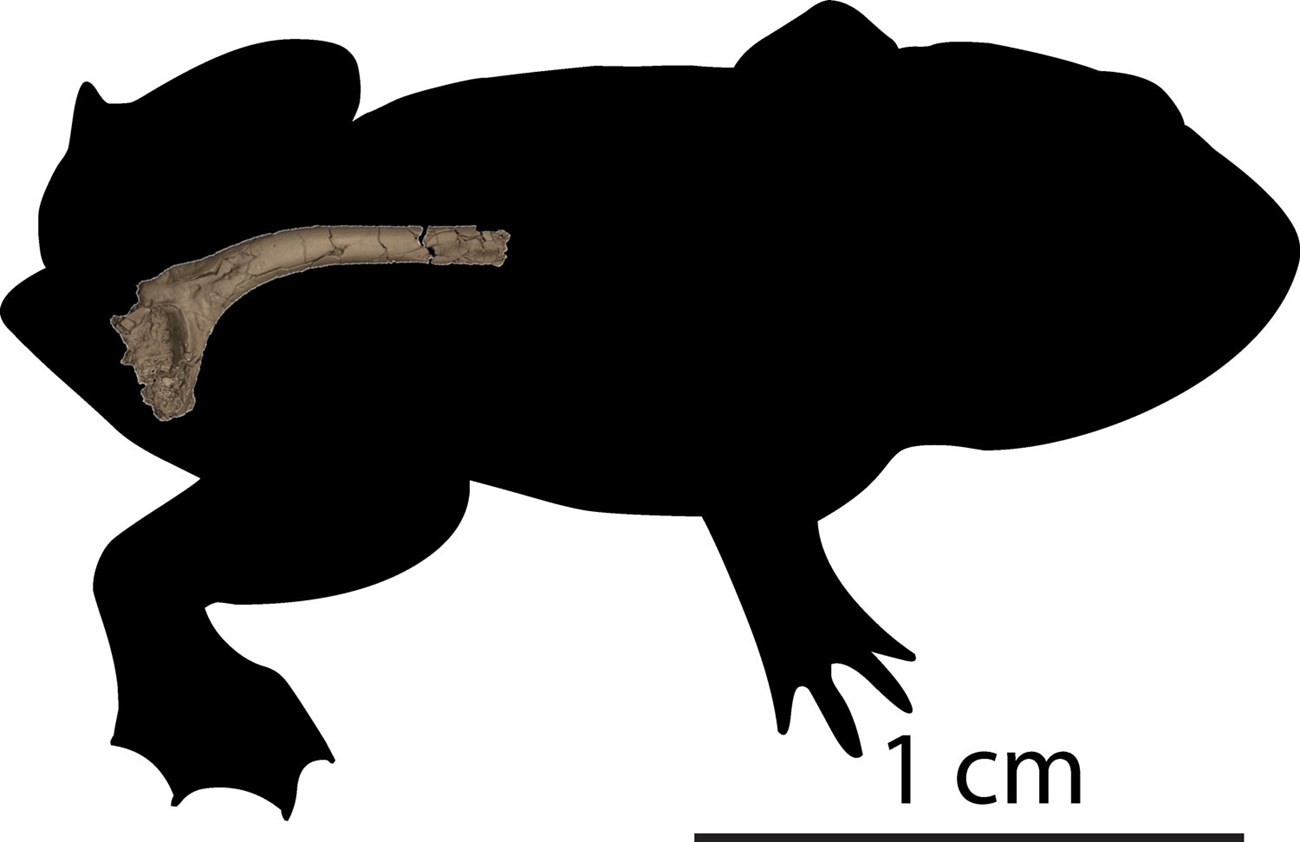 Volumetric rendering of a frog Volumetric rendering of a frog