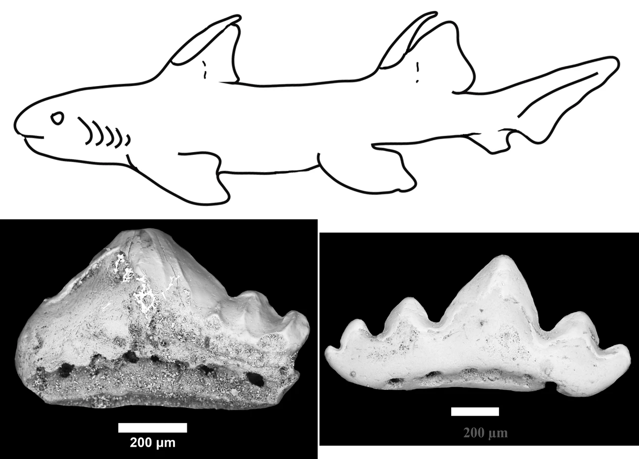 Protoacrodont shark with the holotypes of Microklomax carriea (left) and Novaculodus billingsleyi (right); scale equals 200 µm. Protoacrodont shark with the holotypes of Microklomax carriea (left) and Novaculodus billingsleyi (right); scale equals 200 µm.