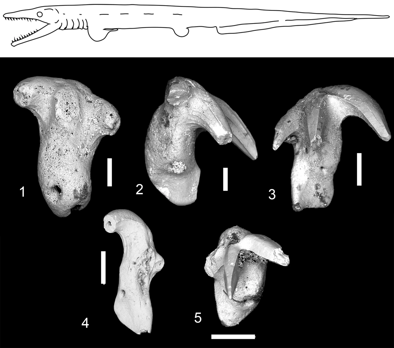 Thrinacodus gracia and teeth from the Surprise Canyon Formation; scale equals 200 µm. Thrinacodus gracia and teeth from the Surprise Canyon Formation; scale equals 200 µm.