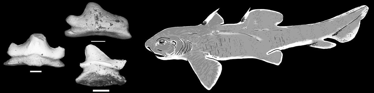 Tentative reconstruction of Amaradontus santuccii and its teeth; scale equals 200 µm. Tentative reconstruction of Amaradontus santuccii and its teeth; scale equals 200 µm.