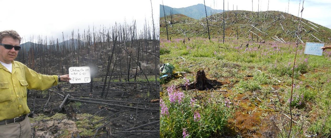 Figure 6 Group Two photos side-by-side of a black spruce forest that was burned in 2009. Image on left is ashen. Image on right shows considerable regrowth.