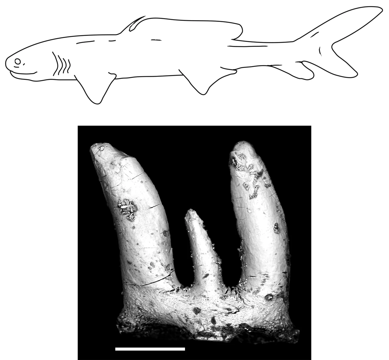 Tentative reconstruction of Hokomata parva and its holotype tooth; scale equals 200 µm. Tentative reconstruction of Hokomata parva and its holotype tooth; scale equals 200 µm.