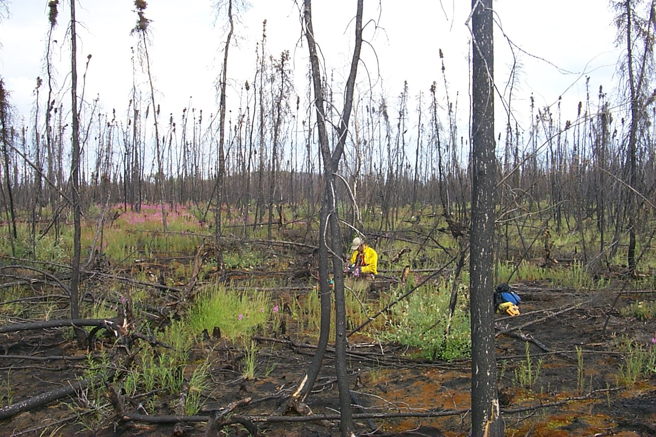 A scientist, wearing a bright yellow jacket, kneels down in a field of new vegetation growth surrounded by small, burned black spruce trees.