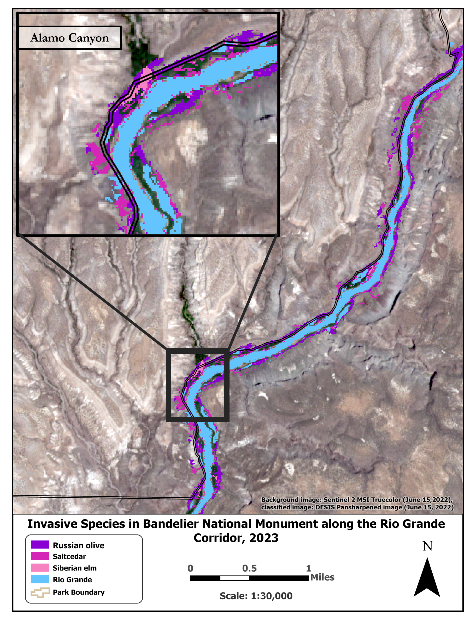 A colored NASA Map that showcases the prevalence of invasive species along the Rio Grande River, indicating Saltcedar (Tamarisk), Siberian Elm, and Russian Olive.