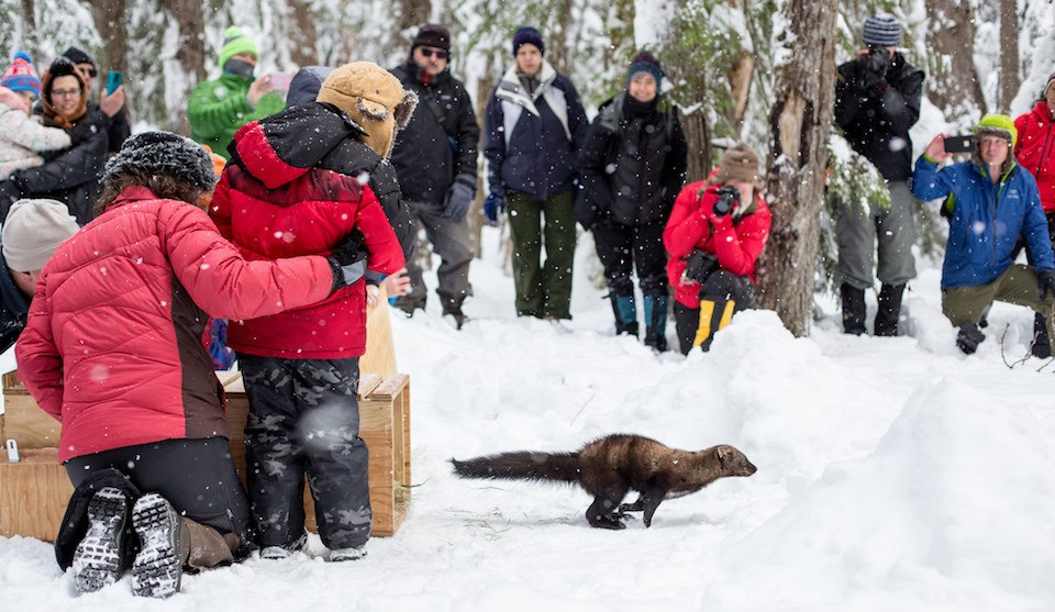 fisher released into snowy forest with many onlookers