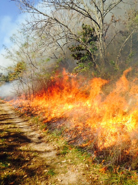 New Research From The U.S. Forest Service Says The Great Plains Grasslands  Are Maintained By Wind, Fire