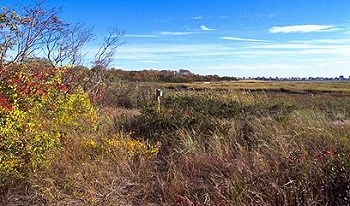 Person standing in a field