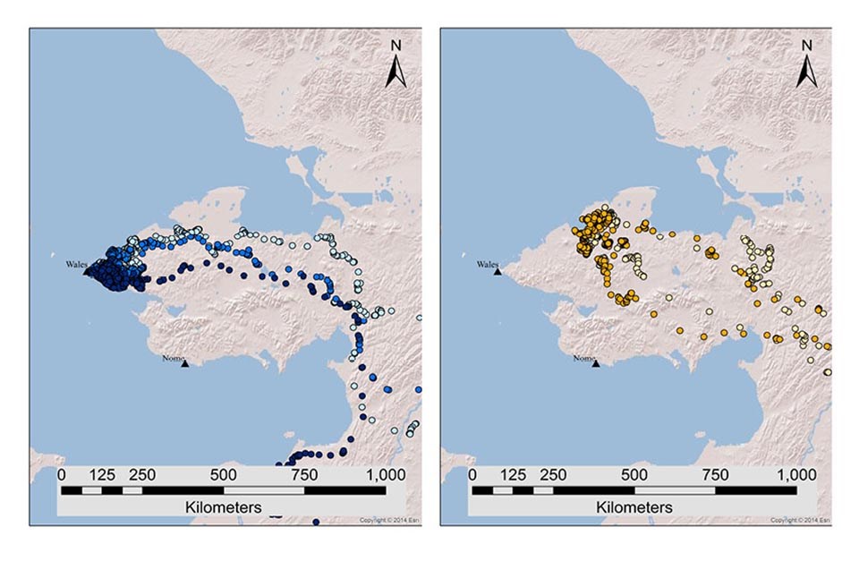 Statewide Movements Of Non Territorial Golden Eagles In