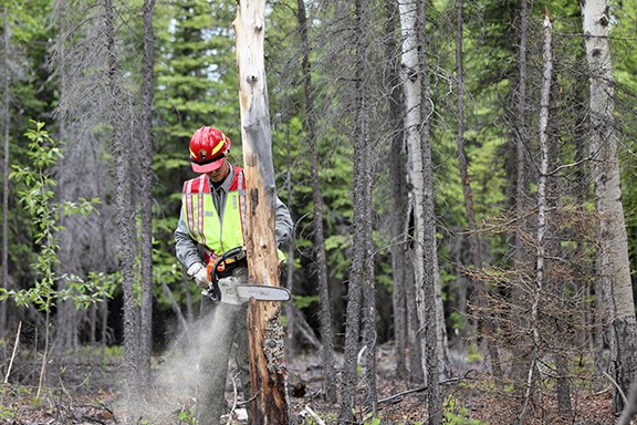 A man holds a chainsaw next to a hazard tree to cut it down.