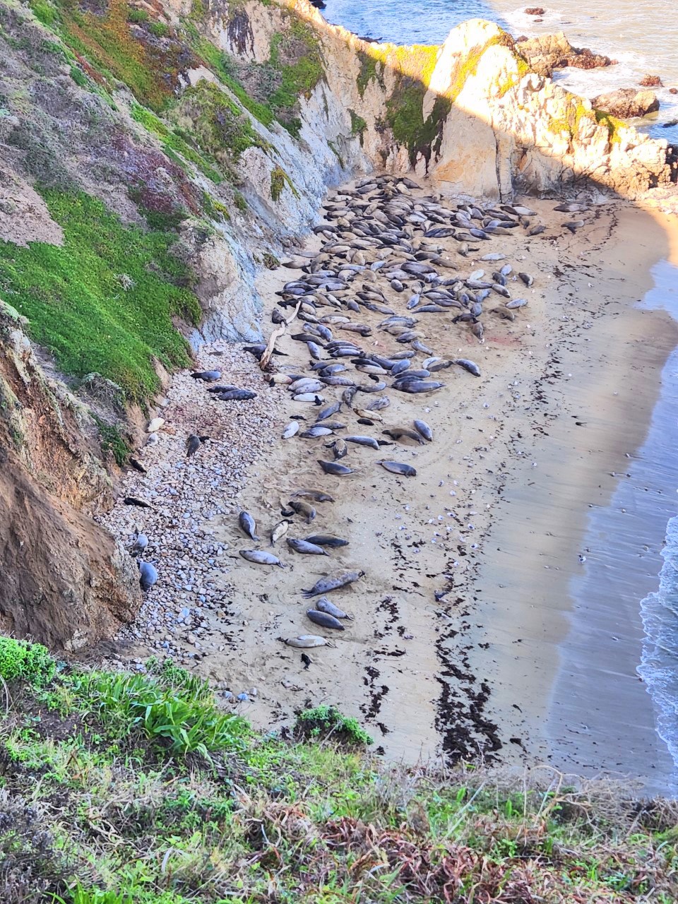 Small beach surrounded by cliffs with hundreds of elephant seals of all ages.
