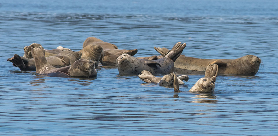 Harbor Seal Monitoring in the San Francisco Bay Area (U.S. National Park  Service)
