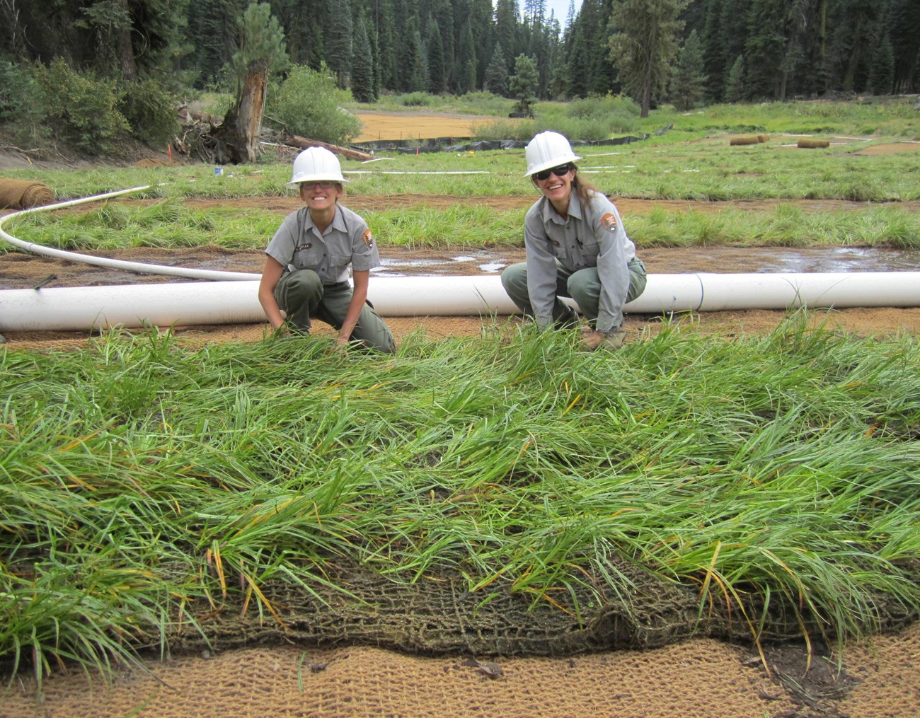 Staff works to restore Halstead Meadow at Sequoia & Kings Canyon National Parks. NPS photo