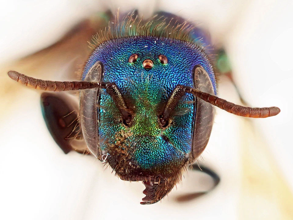 Mason bee Macro view of the beautiful, iridescent head of a mason bee
