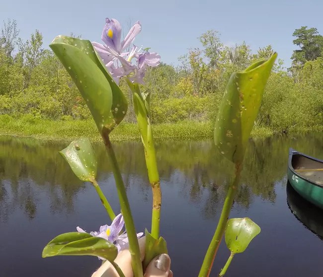 A hand holding an invasive plant species alongside a shallow waterfront.