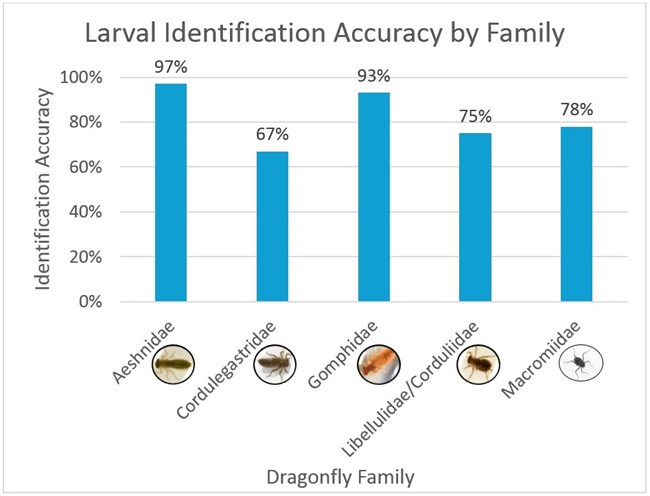 Identification accuracy by dragonfly larvae family Bar graph. Y axis: larval identification accuracy rate. X axis: dragonfly family. Aeshnidae 97%. Cordulegastridae 67%. Gomphidae 93%. Libellulidae/Corduliidae 75%. Macromiidae 78%.