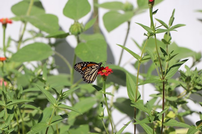 Monarch butterfly on a red flower