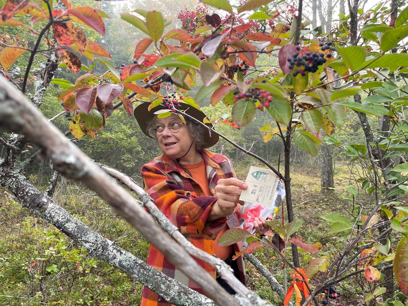 Bug Lady Cover Person stands in a wooded area reaching for a research tag hanging on a small tree.