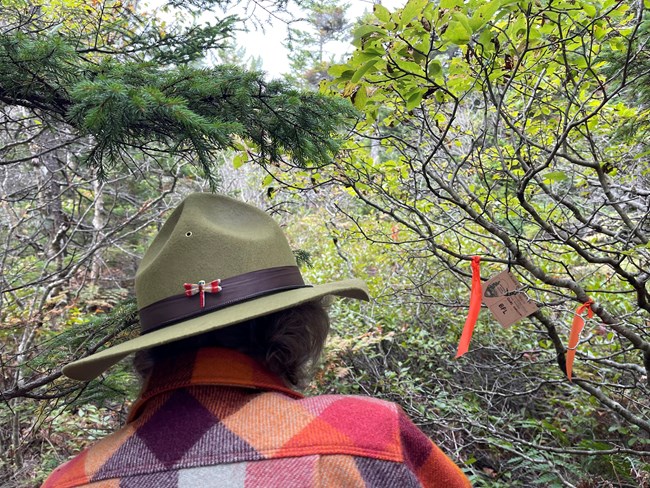 Priest on the trail Person stands in a forest with a study tree in the background wearing a red and orange flannel and a green felt hat decorated with a red dragonfly pin.