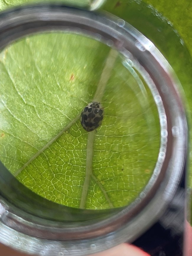 Twenty -spotted lady beetle on a leaf seen close through a hand lens