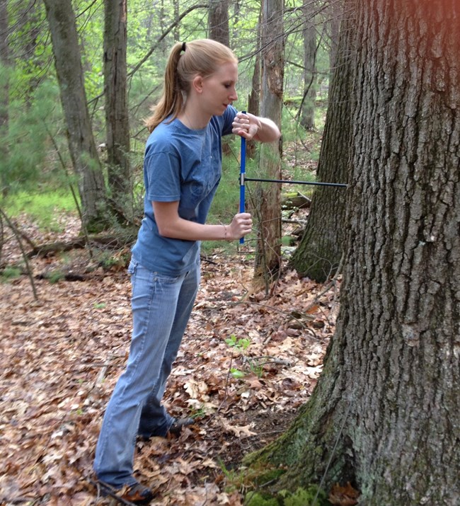 Taking a tree core sample. A woman uses an increment borer to take a core sample from a tree.