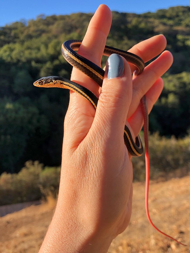 Small, slender snake wrapped around a person's fingers