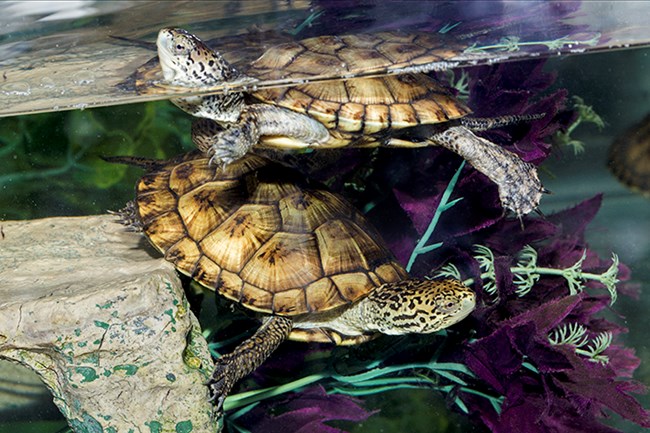 One western pond turtle swims beneath another in a tank at the San Francisco Zoo