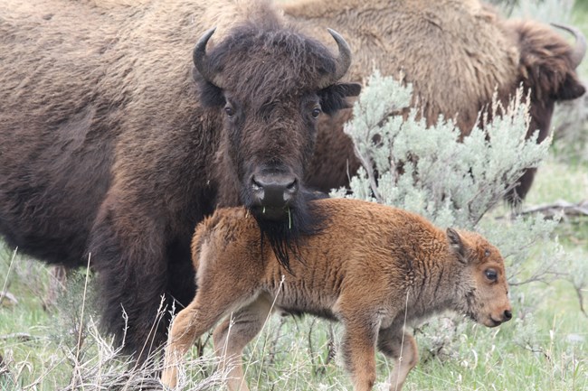Mother bison and calf, mother seemingly resting its head on the calf's hindquarters