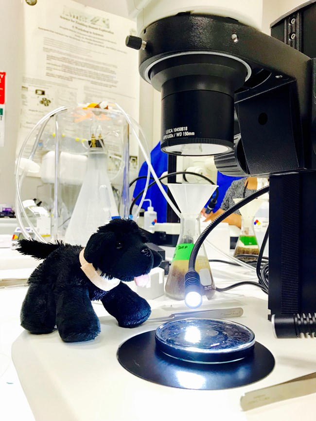 toy dog looking at microscope