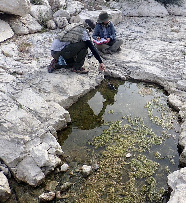 Two people crouched down by a small pool of water in a rock lined basin and filled with algae