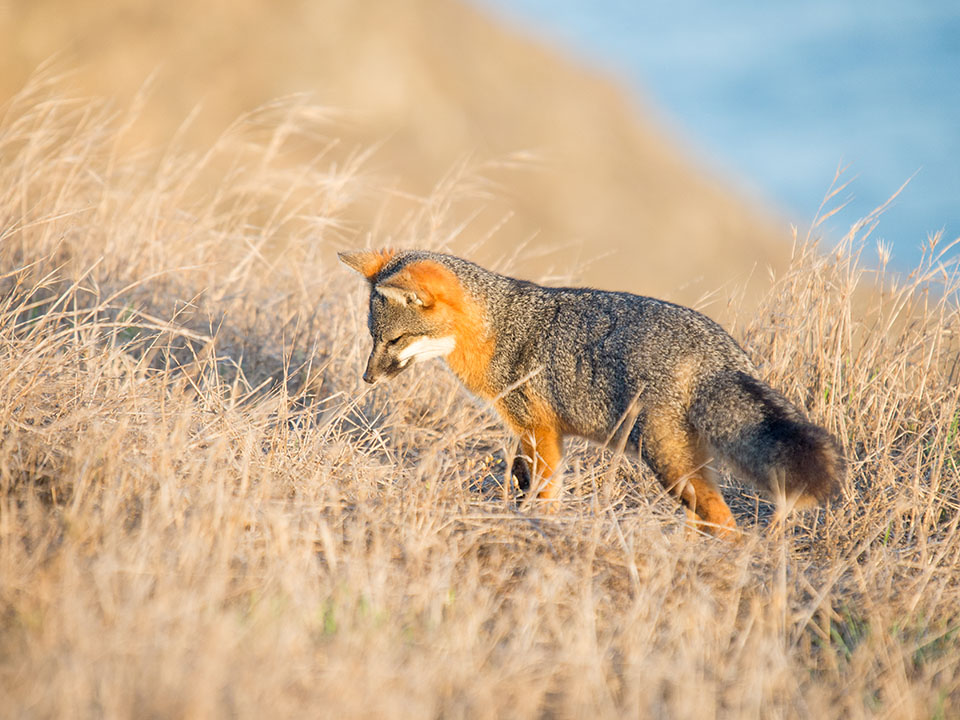 island gray fox predators