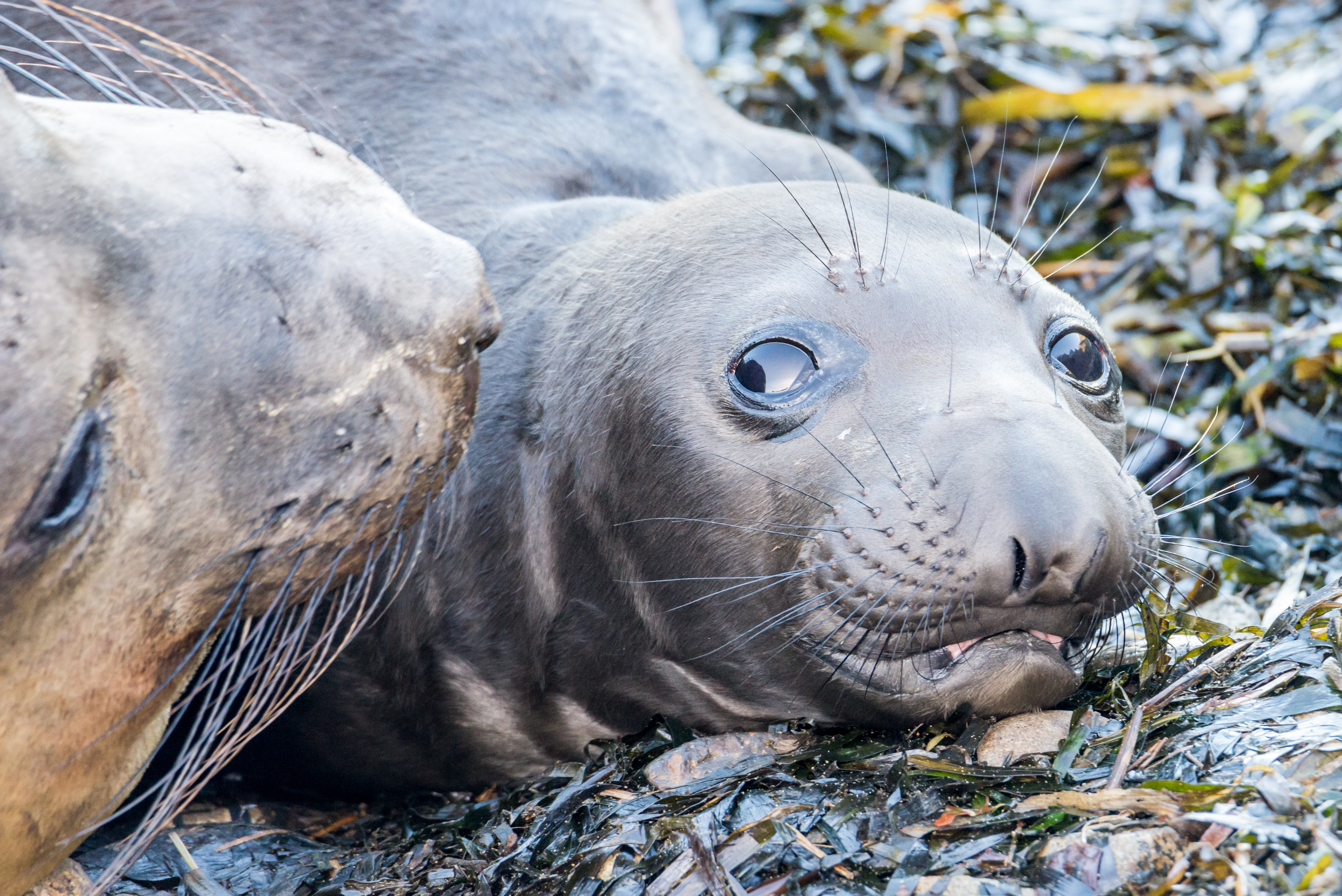 baby elephant seals