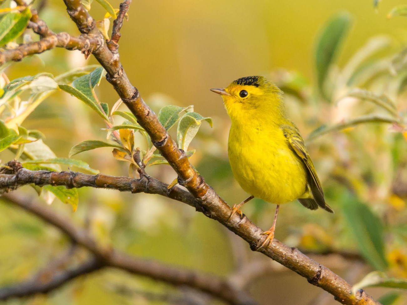Yellow bird with a black cap perched on a branch