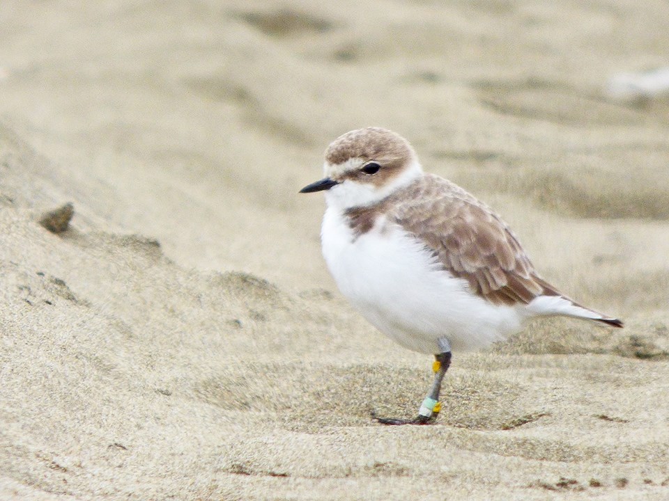 Snowy plover standing in the sand, with colored bands visible on both of its legs