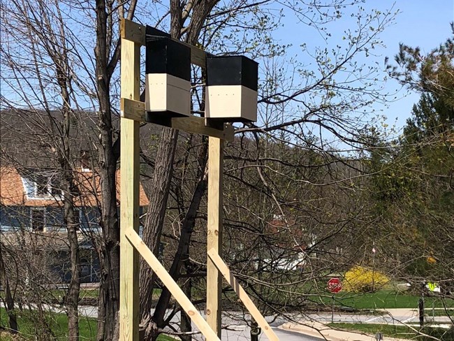 Two bat boxes (i.e. bat houses) installed on poles.