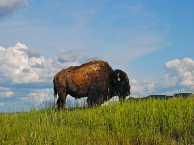 A bison standing atop a green hill in grass up to its chest, a cloudy blue sky behind