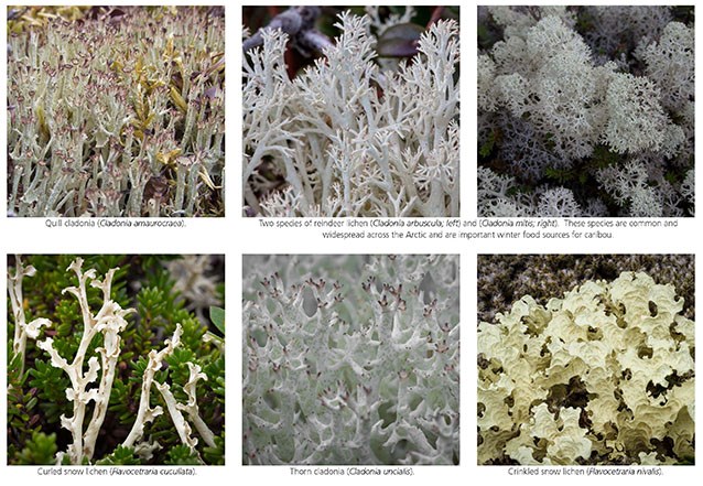 tundra biome plants names